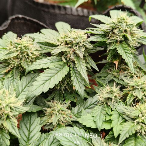 Gelato #420 growlog timeline photo