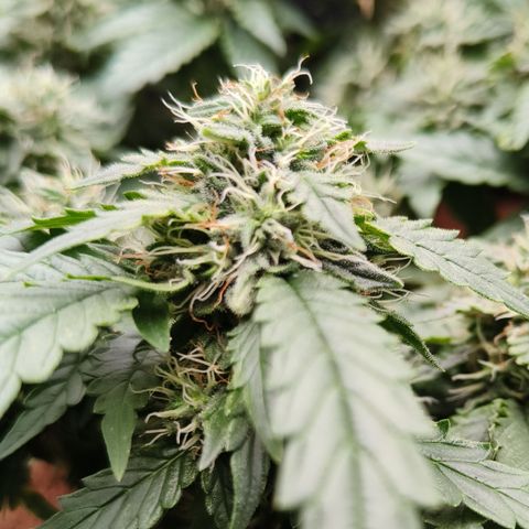 Gelato #420 growlog timeline photo