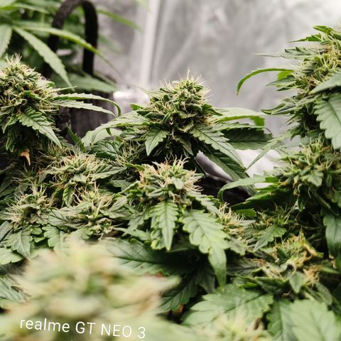 Gelato #420 growlog timeline photo