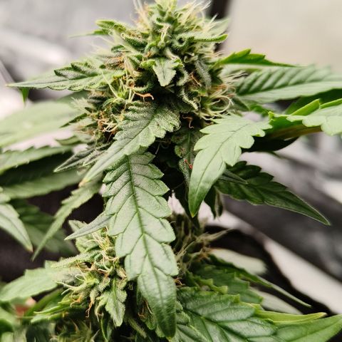 Gelato #420 growlog timeline photo