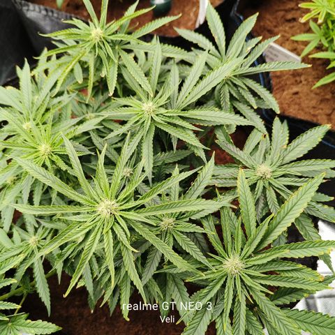 runz x layer cake growlog timeline photo