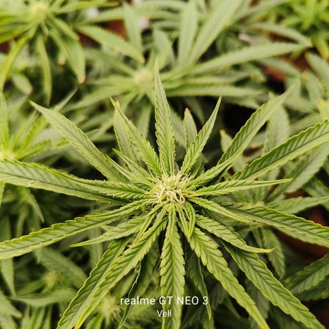 runz x layer cake growlog timeline photo