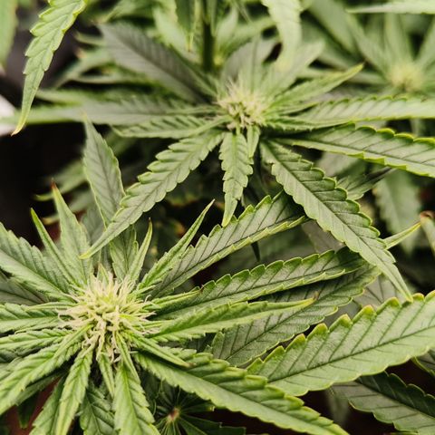 runz x layer cake growlog timeline photo