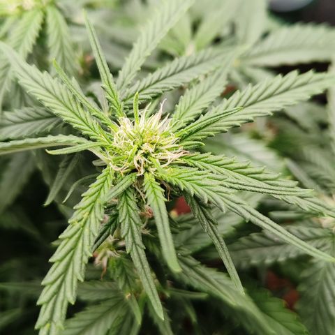 Tangerine Sorbet growlog timeline photo