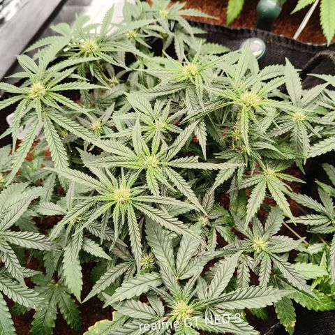Tangerine Sorbet growlog timeline photo