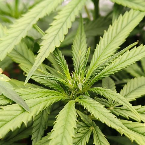 Atomical Haze growlog timeline photo