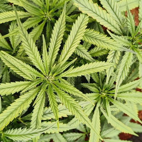 Atomical Haze growlog timeline photo