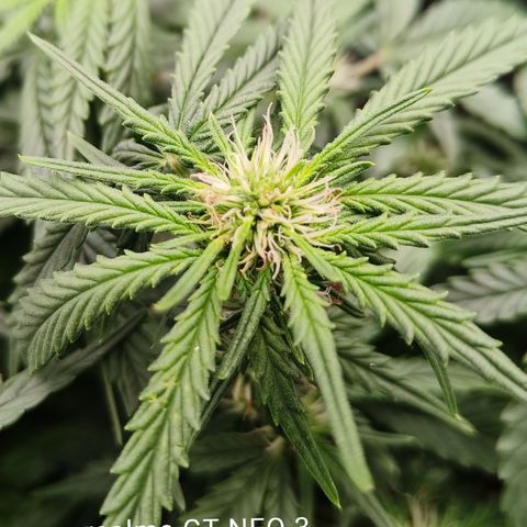 Tangerine Sorbet growlog timeline photo