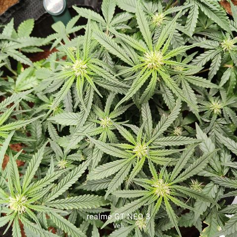 Tangerine Sorbet growlog timeline photo