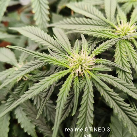 Tangerine Sorbet growlog timeline photo