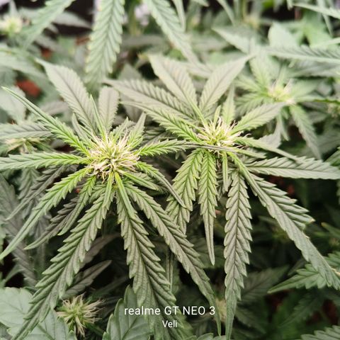 Tangerine Sorbet growlog timeline photo