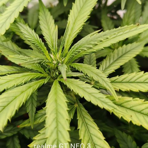 Atomical Haze growlog timeline photo