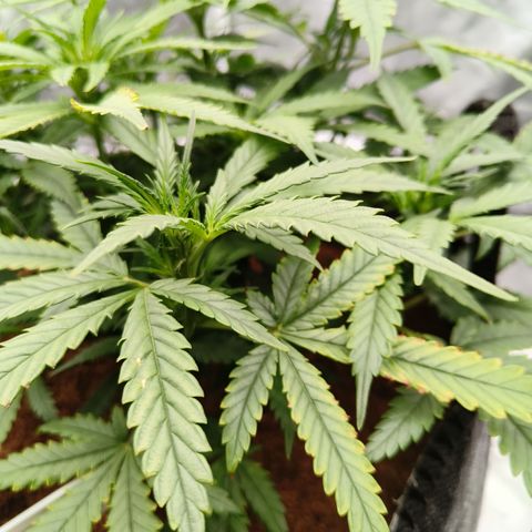 Atomical Haze growlog timeline photo