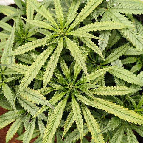 Atomical Haze growlog timeline photo