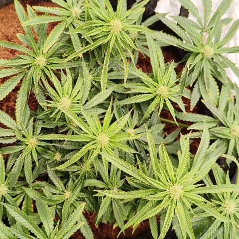runz x layer cake growlog timeline photo