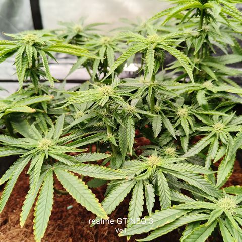 runz x layer cake growlog timeline photo
