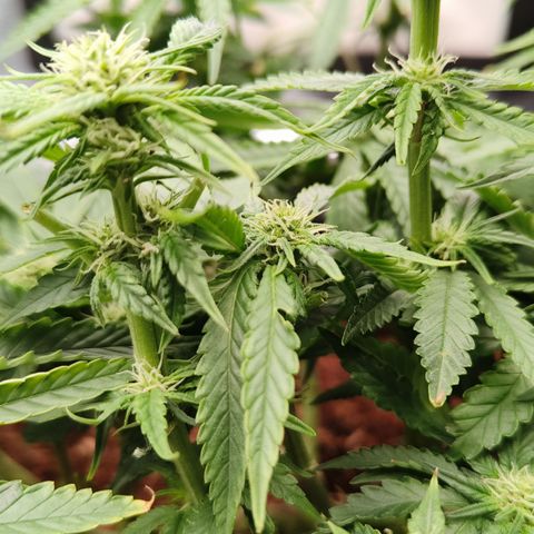 runz x layer cake growlog timeline photo