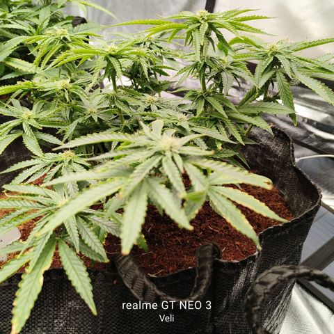 runz x layer cake growlog timeline photo
