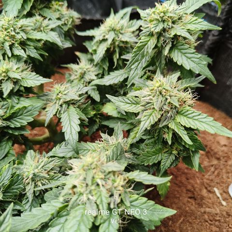 Gelato #420 growlog timeline photo