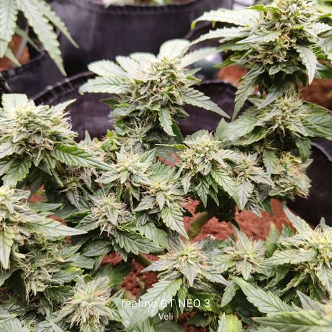 Gelato #420 growlog timeline photo
