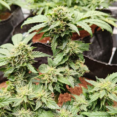 Gelato #420 growlog timeline photo