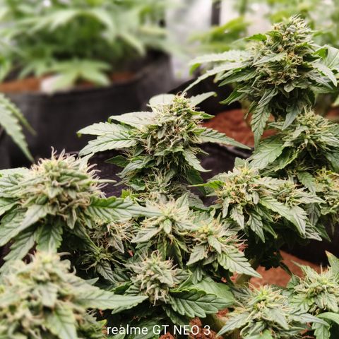 Gelato #420 growlog timeline photo