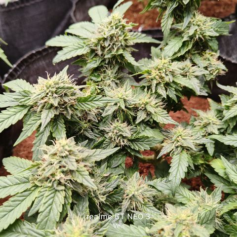 Gelato #420 growlog timeline photo