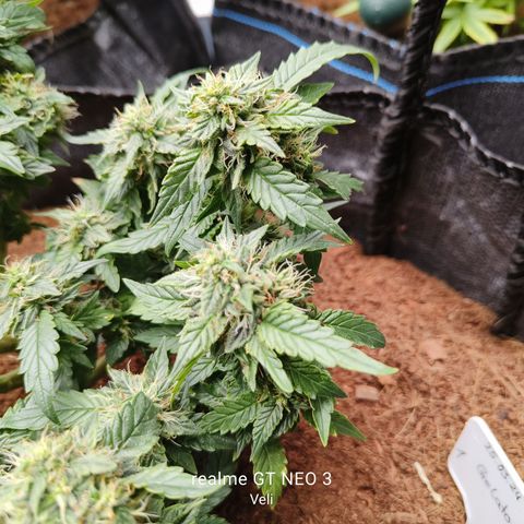 Gelato #420 growlog timeline photo
