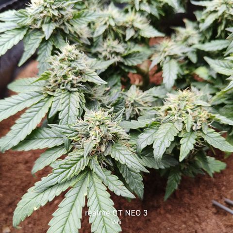 Gelato #420 growlog timeline photo