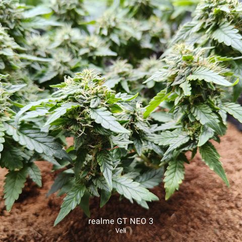 Gelato #420 growlog timeline photo