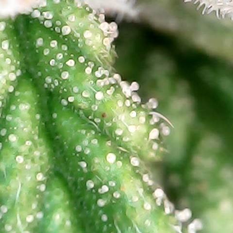 Tangerine Sorbet growlog timeline photo