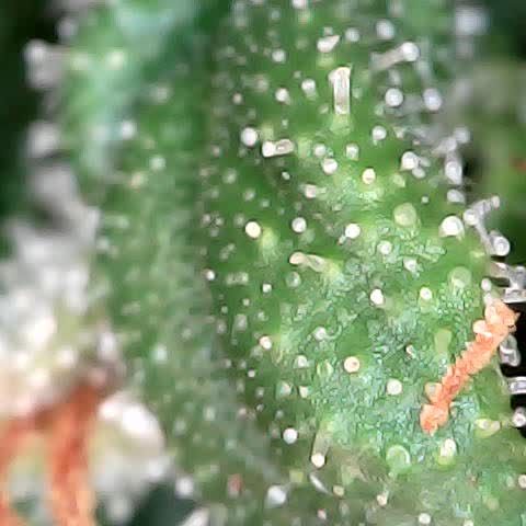 runz x layer cake growlog timeline photo