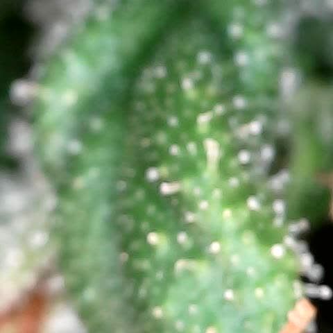 runz x layer cake growlog timeline photo