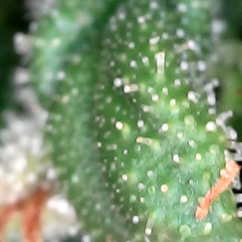 runz x layer cake growlog timeline photo
