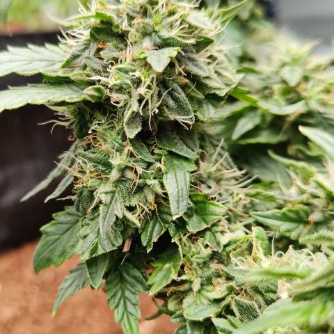 Gelato #420 growlog timeline photo