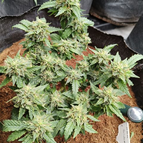 Gelato #420 growlog timeline photo