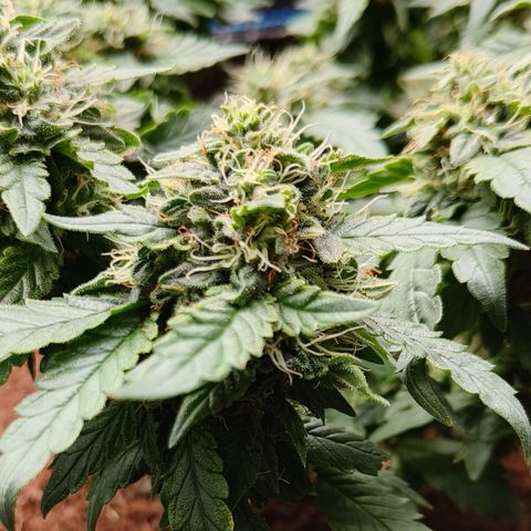 Gelato #420 growlog timeline photo