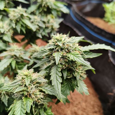 Gelato #420 growlog timeline photo