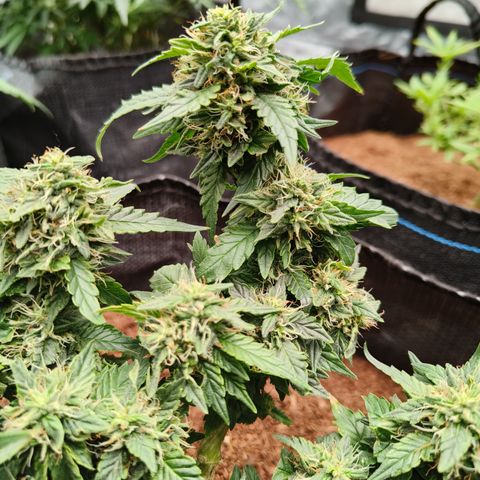 Gelato #420 growlog timeline photo