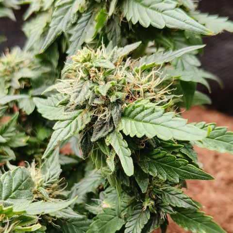 Gelato #420 growlog timeline photo