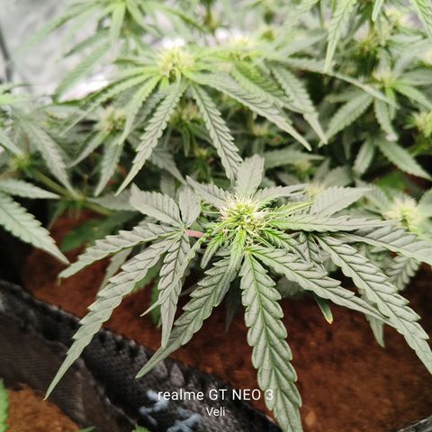 Tangerine Sorbet growlog timeline photo