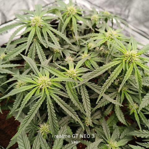 Tangerine Sorbet growlog timeline photo