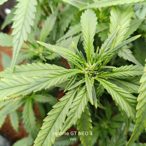Atomical Haze growlog timeline photo