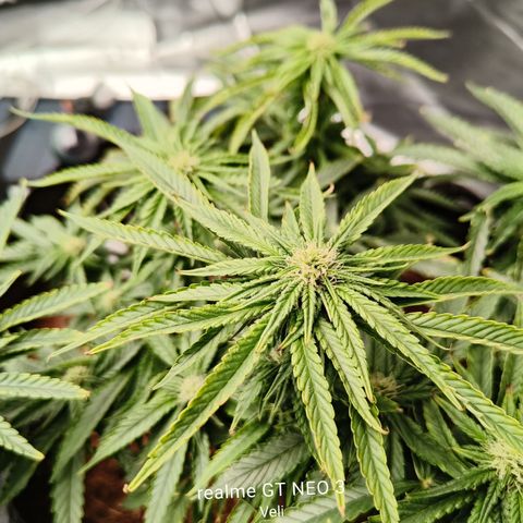 runz x layer cake growlog timeline photo