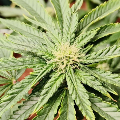 runz x layer cake growlog timeline photo