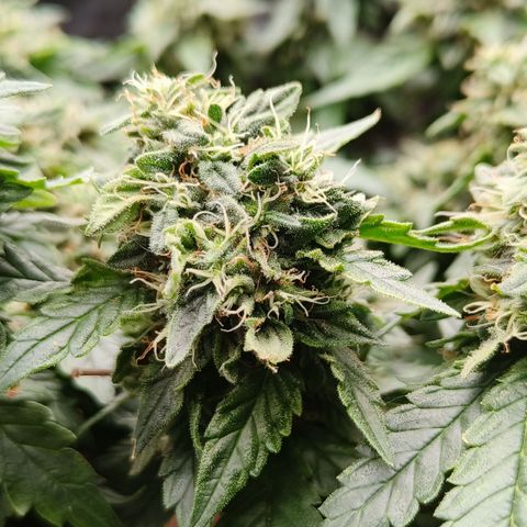Gelato #420 growlog timeline photo