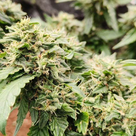 Gelato #420 growlog timeline photo