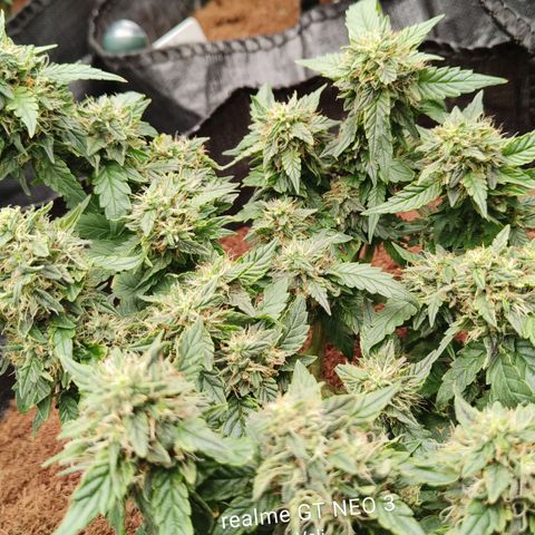 Gelato #420 growlog timeline photo