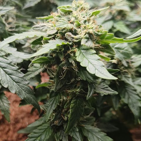 Gelato #420 growlog timeline photo