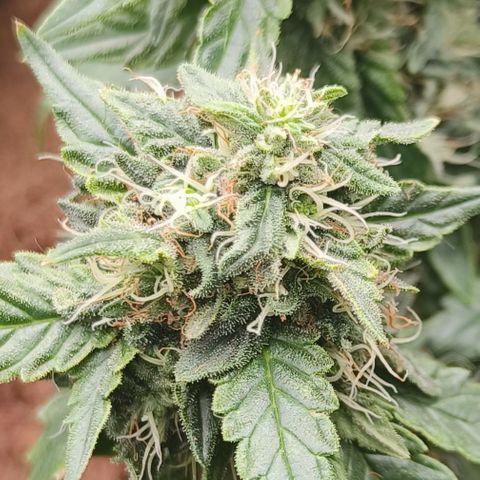 Gelato #420 growlog timeline photo
